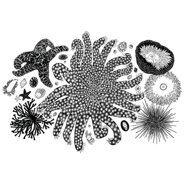 Tide Pool Treasures Lowball Rocks Glass