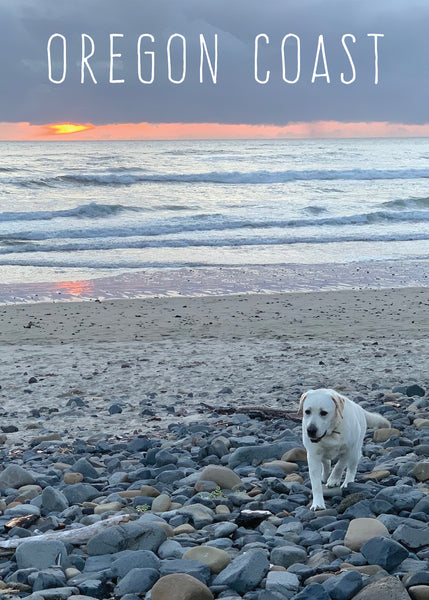 Oregon Coast Yellow Lab Postcard