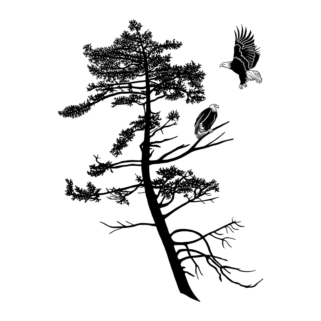 New Release Coastal Eagles