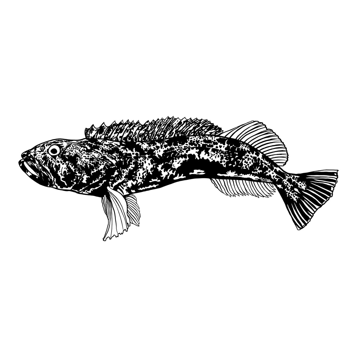 Fish Series Ling Cod – Salty Raven