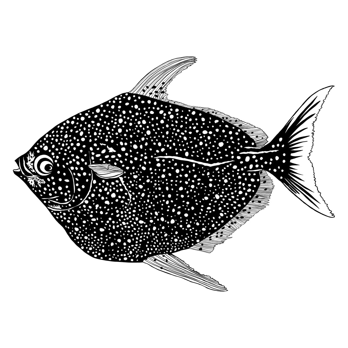 Sealife Series Moonfish – Salty Raven