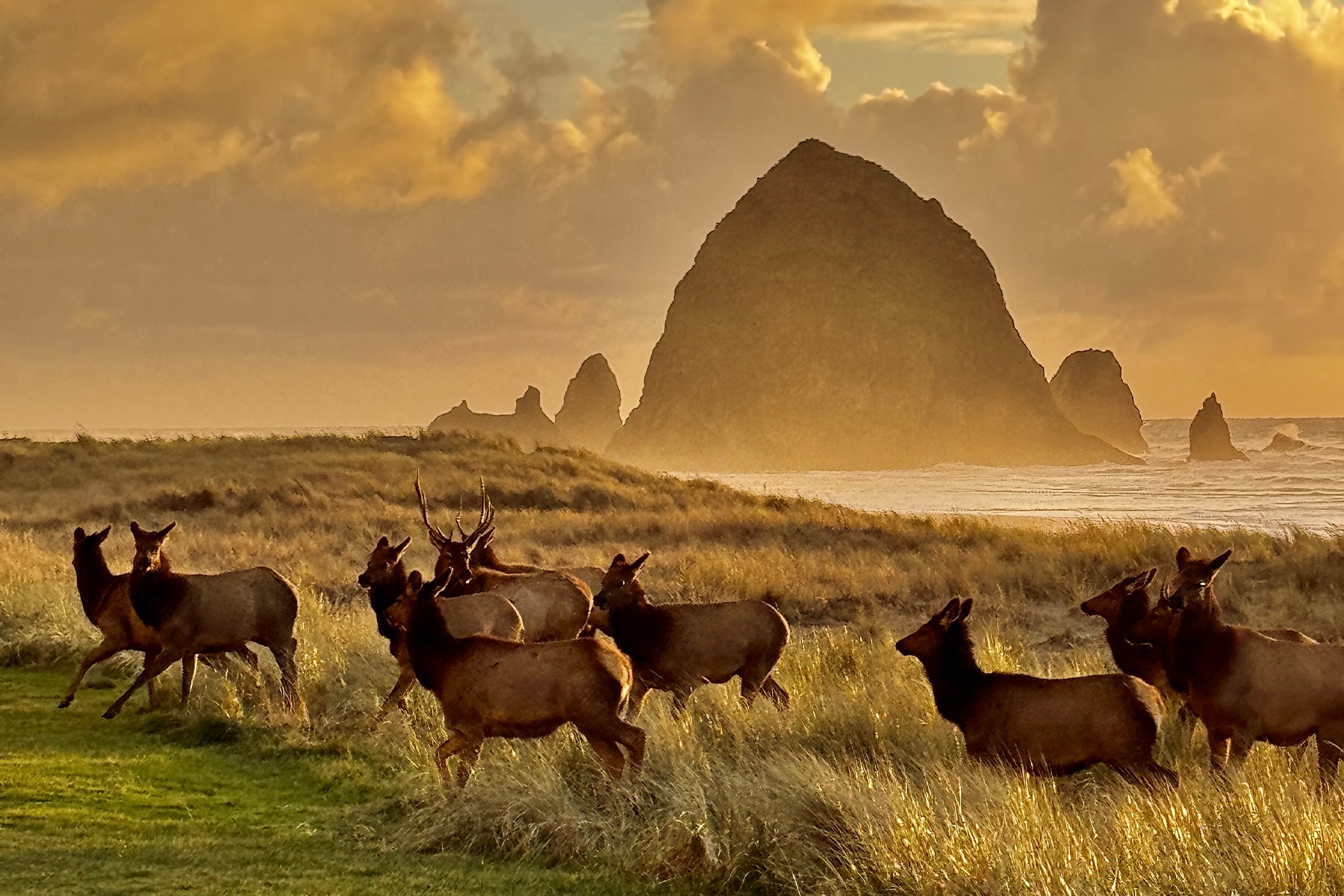 Haystack Herd Running Landscape Post Card
