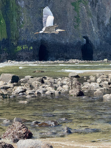 Heron & Sea Caves Original Photography Paper Prints & Framed Metal Prints
