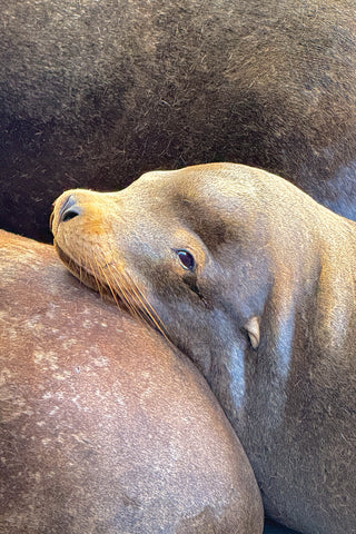 Sea Lion Postcard