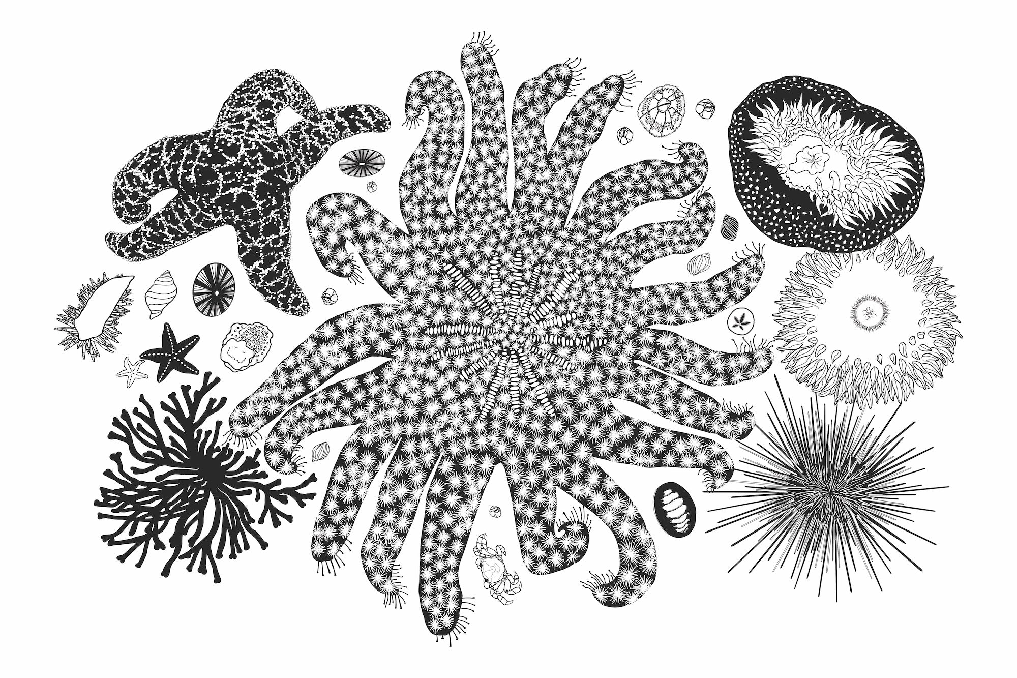 4x6 Tide Pool Treasures Letterpress Art Print Postcard Cotton Paper
