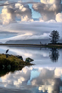 Blue Heron Tillamook Bay Post Card Postcard