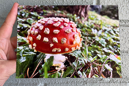 Fly Agaric Red Magic Mushroom *Limited Edition* Greeting Card