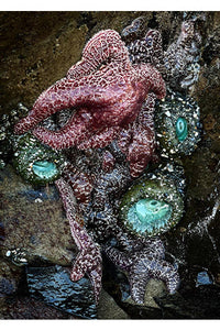 Tidepool Dreaming *Limited Edition* Blank Greeting Card